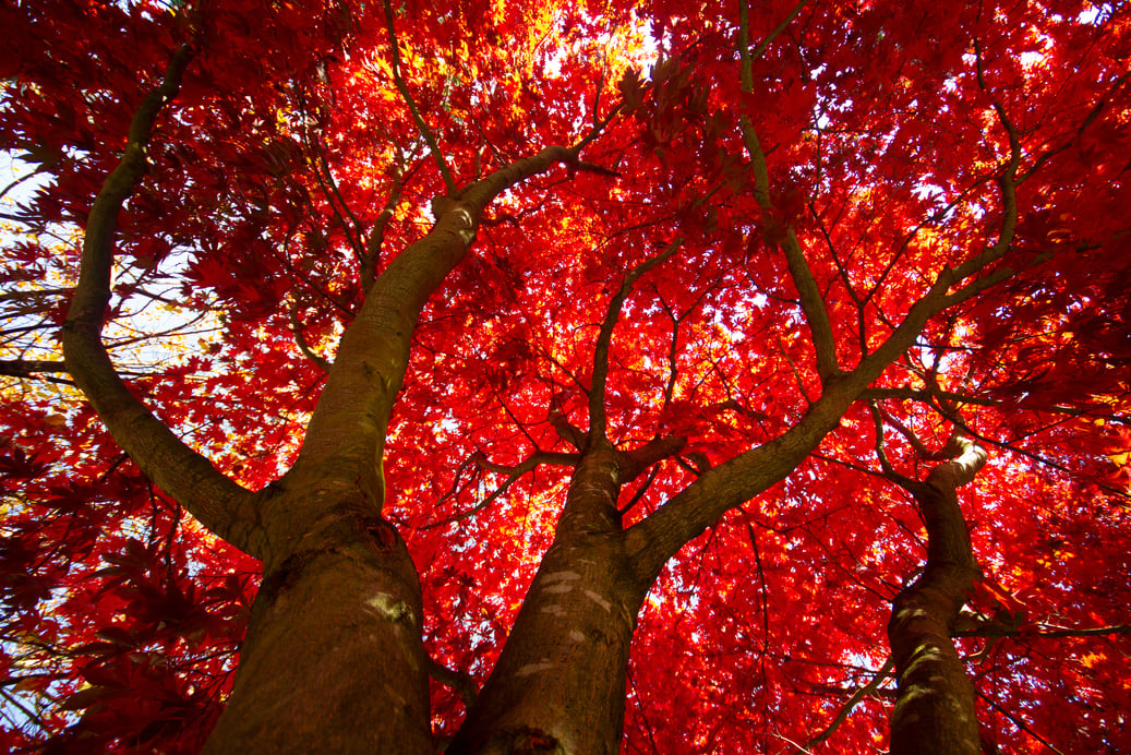 Red maple tree